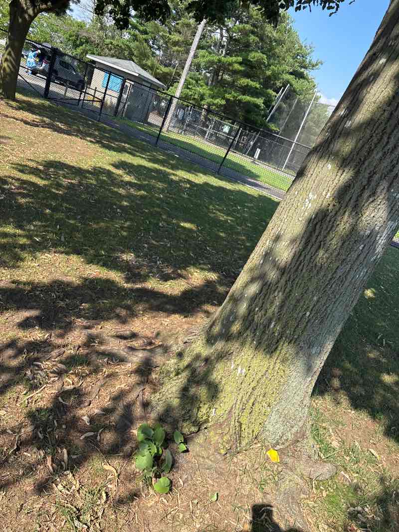 walking near me in Mitchel Athletic Complex in summer