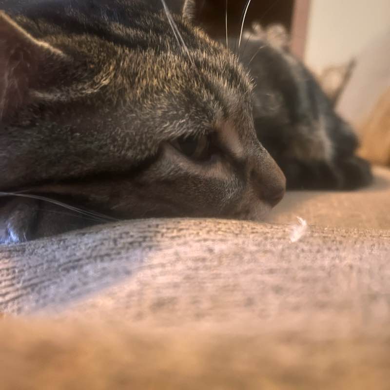 Rainbow 🌈♥️💜🌺💙🌺♥️🌈🙋‍♀️ pierce post image