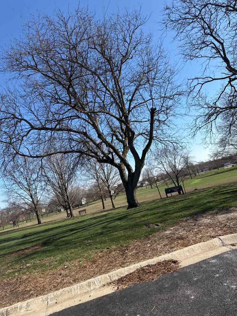 walking near me in Lohmann Park in spring