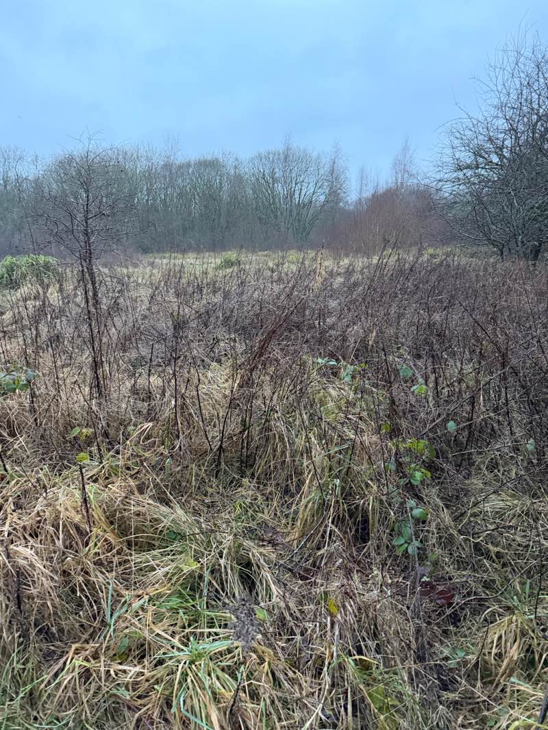 walking near me in Waukglen Park in winter