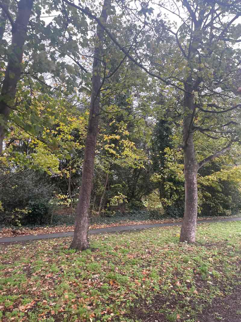 walking near me in Cheam Park in autumn