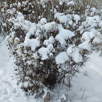 Королевство Кримсон IRINA KRIMSON post image