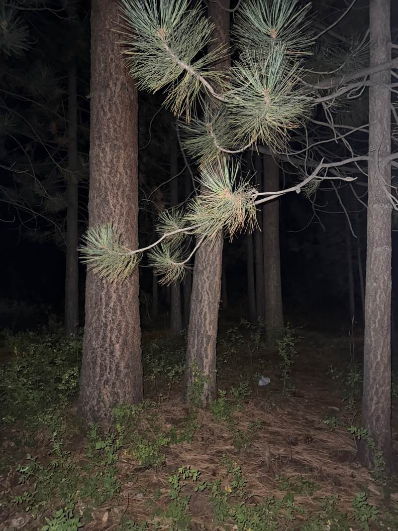 walking near me in Linear Park in autumn