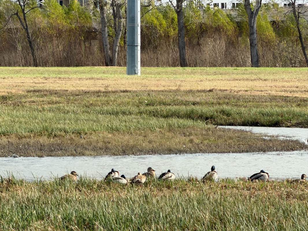 walking near me in Trinity River Floodway in winter