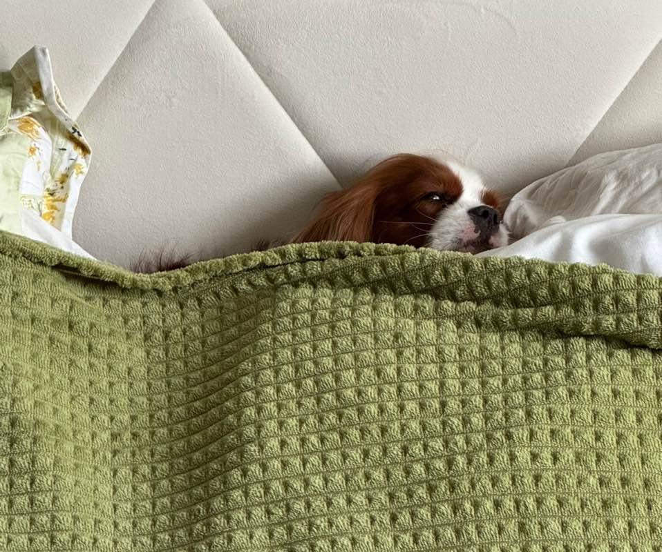 renatech_capybaras profile