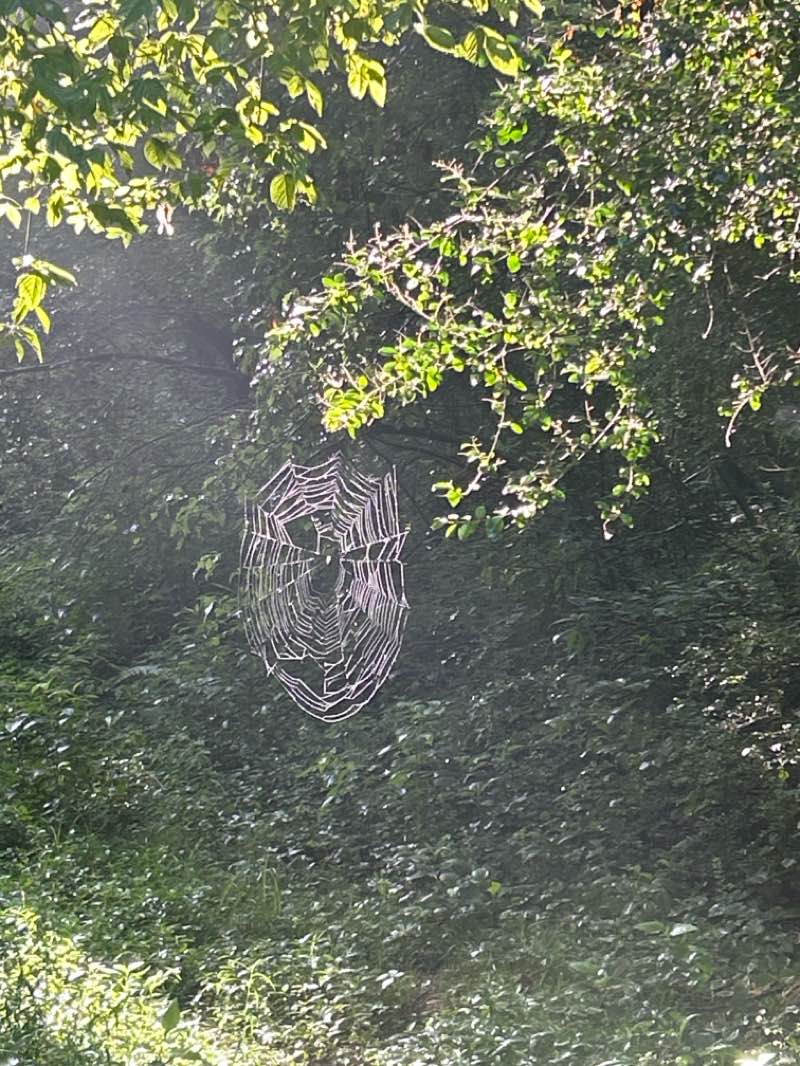 walking near me in Indian Creek Greenway in summer