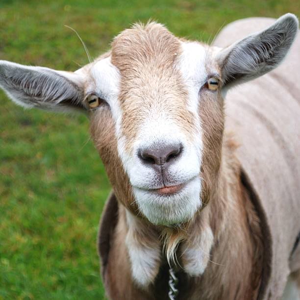 GOAT profile