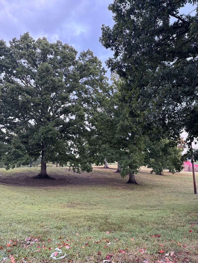 walking near me in Oak Hollow Festival Park in autumn