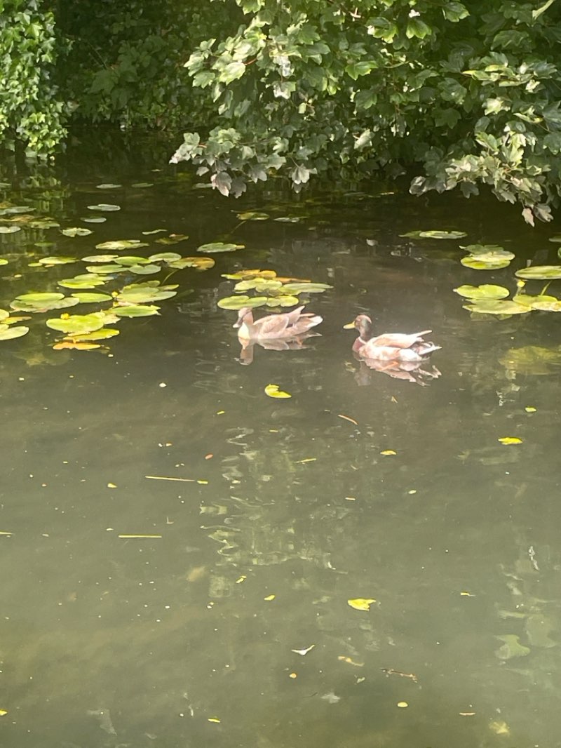walking near me in Wednesfield Park in summer