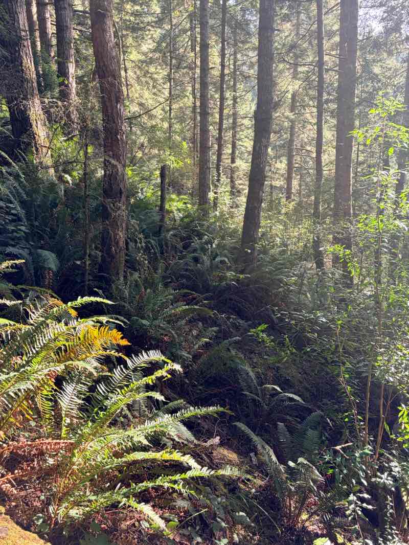 walking near me in Russ Park in autumn
