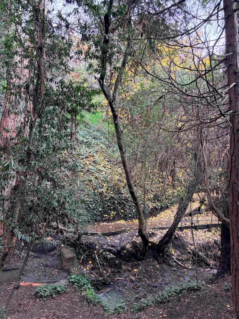 walking near me in Piedmont Park in winter