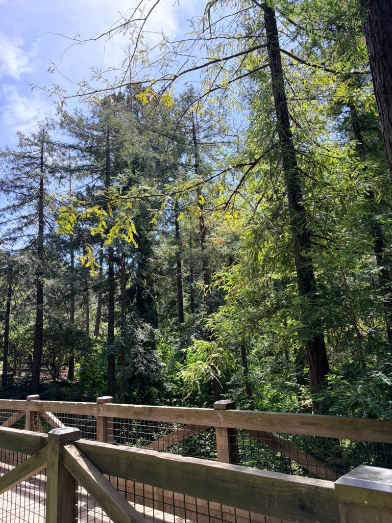 walking near me in Dracena Park in spring