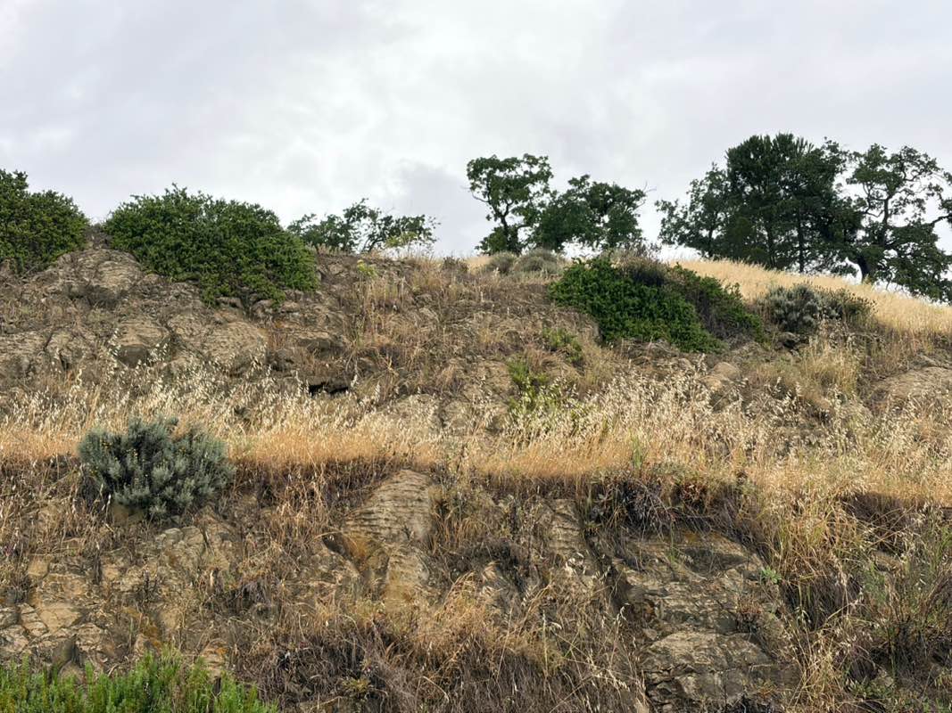 walking near me in Ygnacio Heights Park in spring