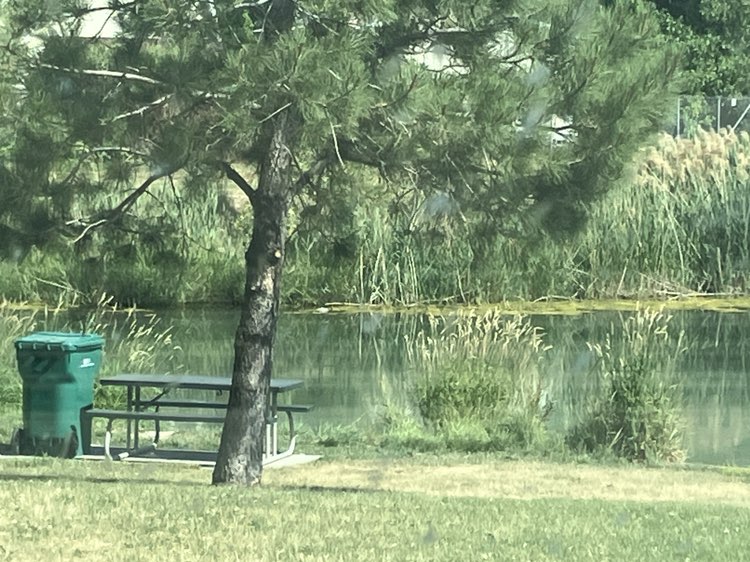 walking near me in Independence Park in summer