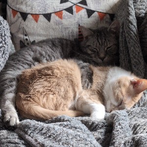 Princess Doughnut Queen Anne Chunk