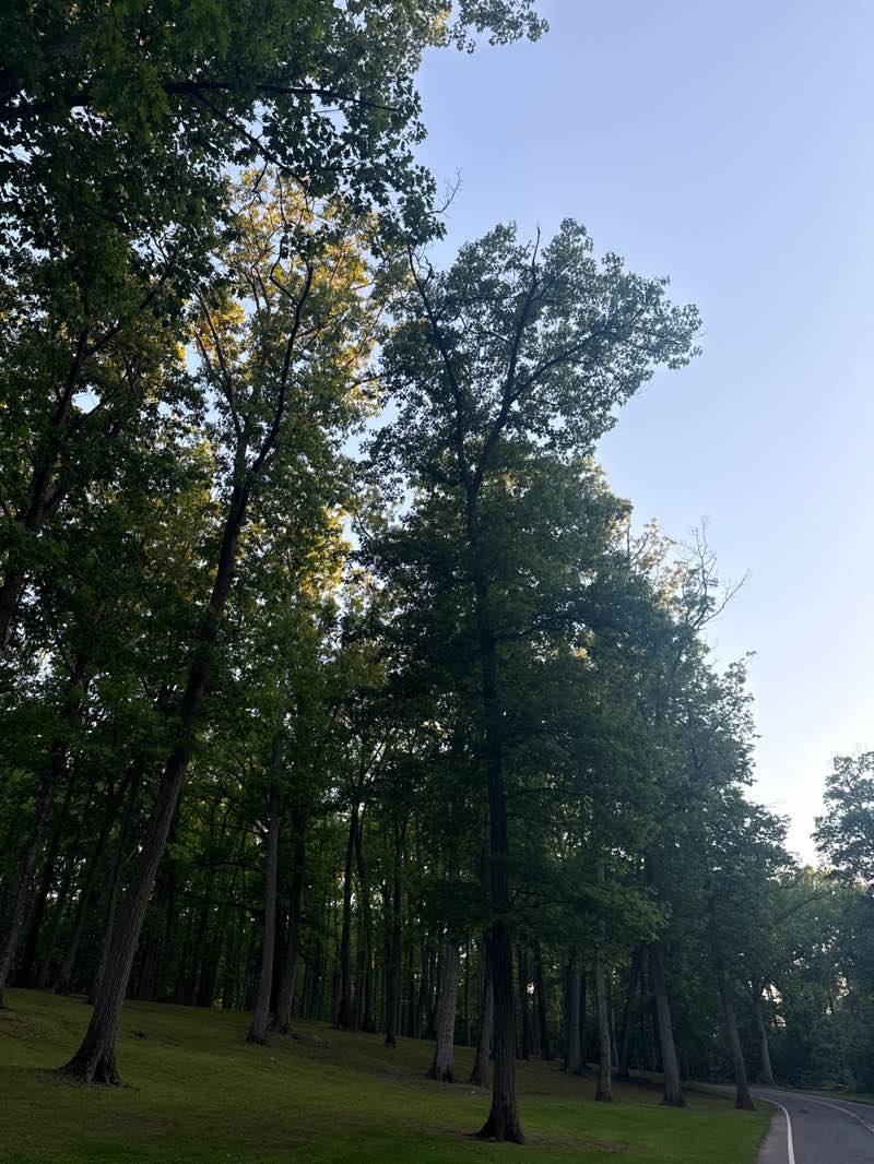 walking near me in Roosevelt Park in summer