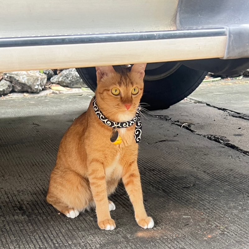 แมวโพง profile