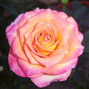 Татьяна Сидоркевич icon