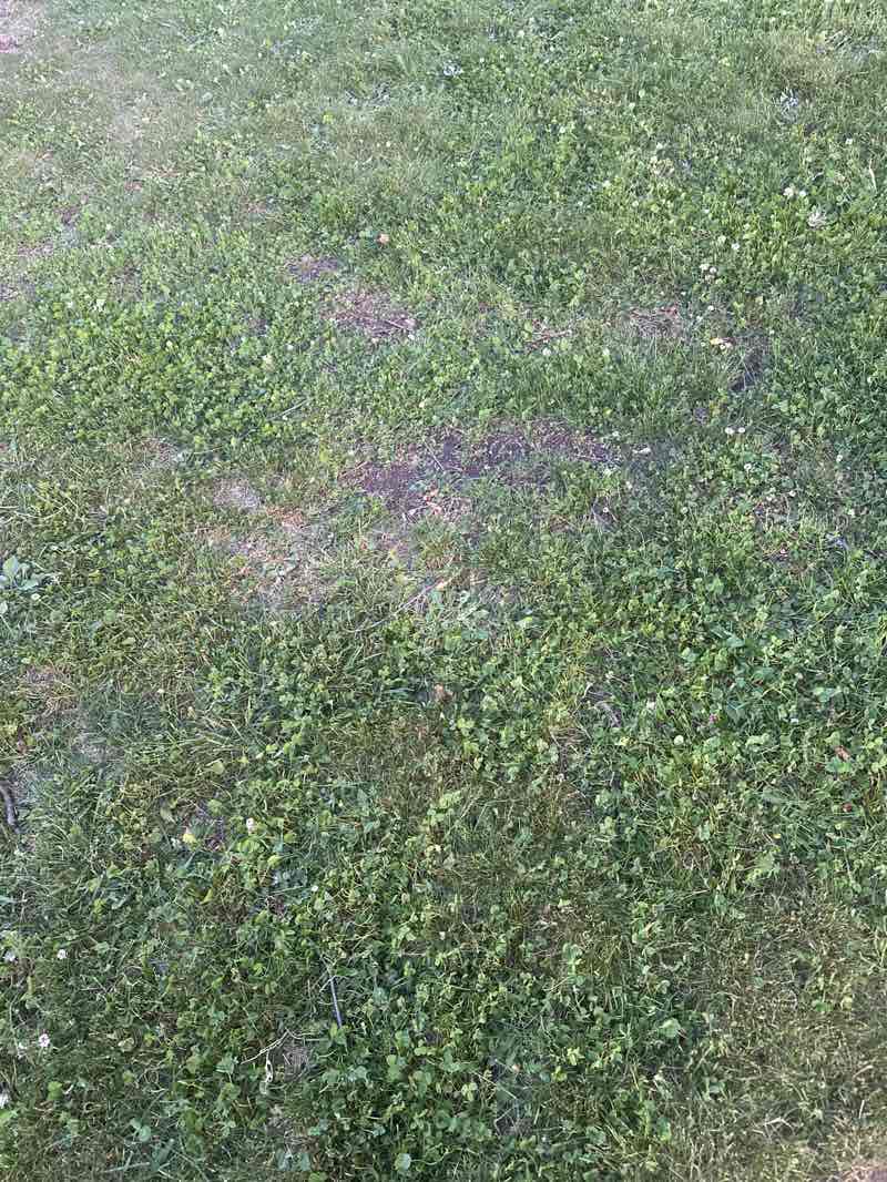 walking near me in Warner Park in summer
