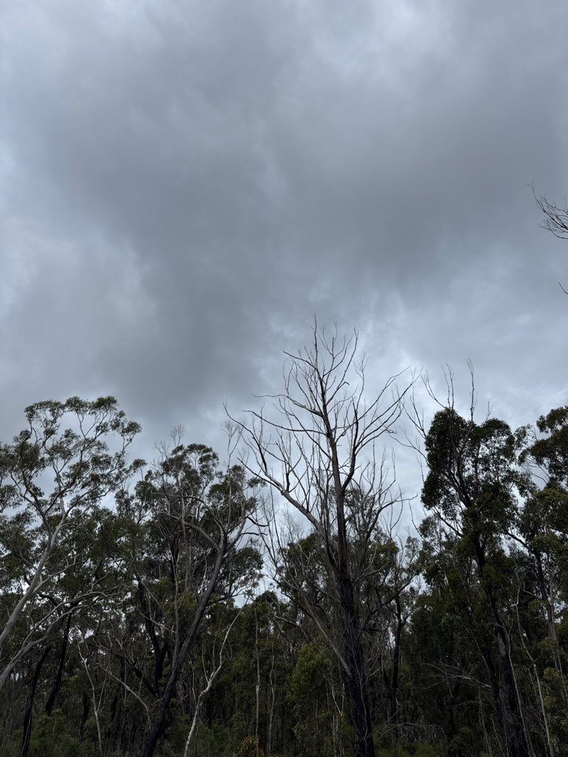 walking near me in Bargo State Conservation Area in summer