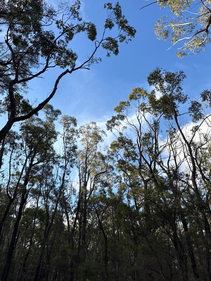 walking near me in Bargo State Conservation Area in summer