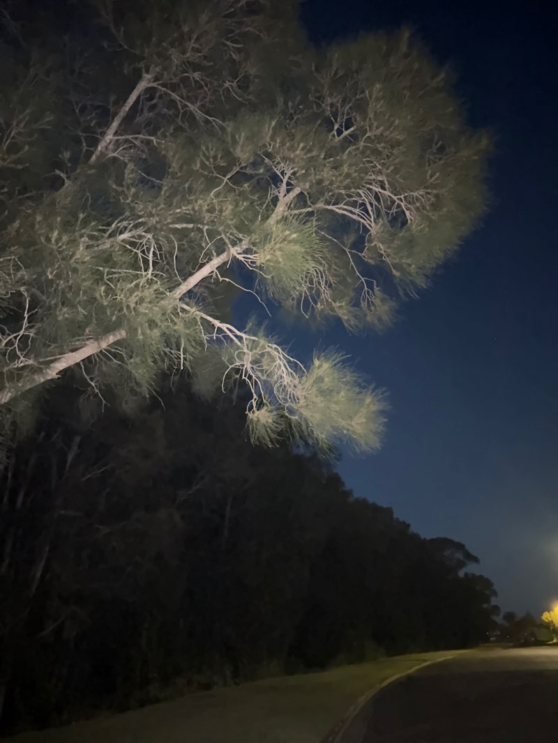 walking near me in Jack Finkernagel Reserve in autumn