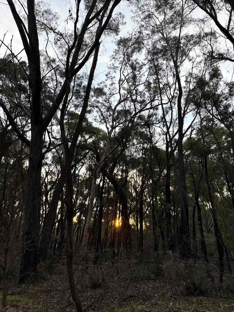walking near me in Bargo State Conservation Area in autumn