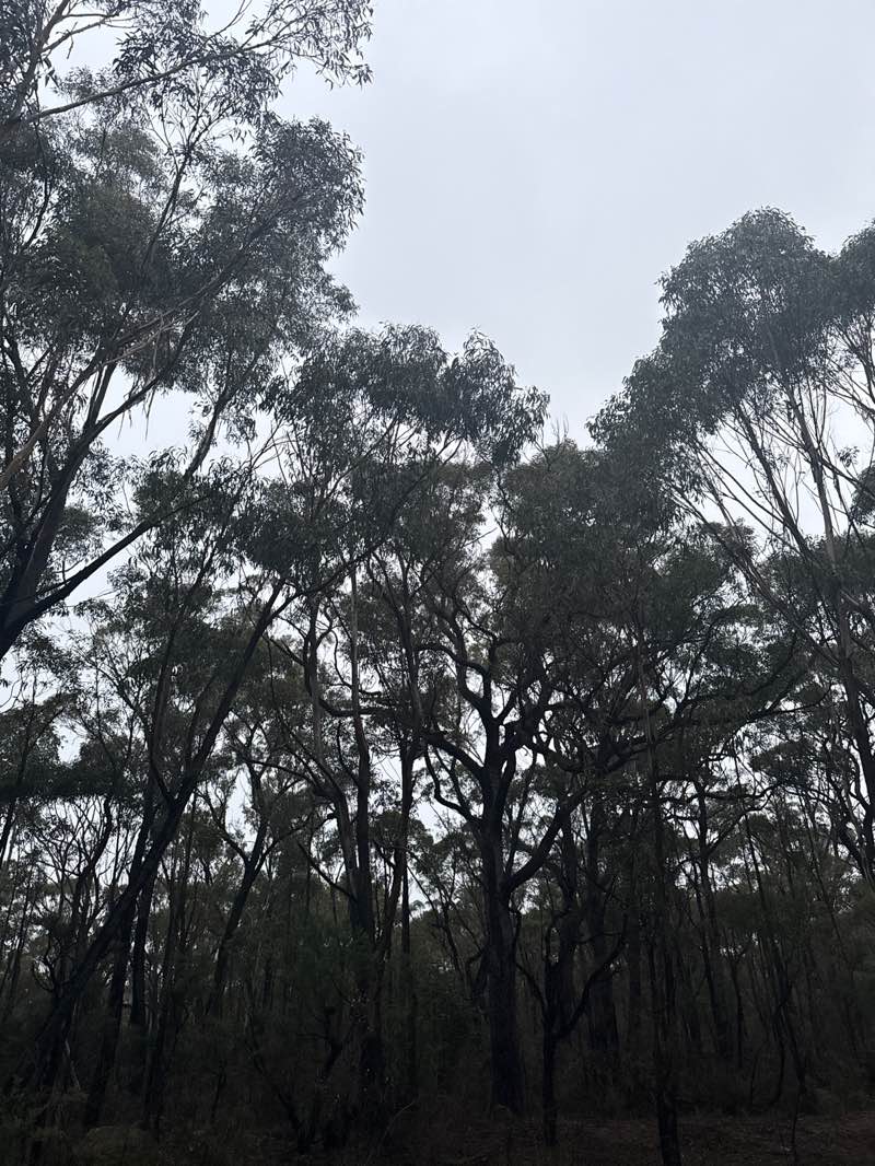 walking near me in Bargo State Conservation Area in winter