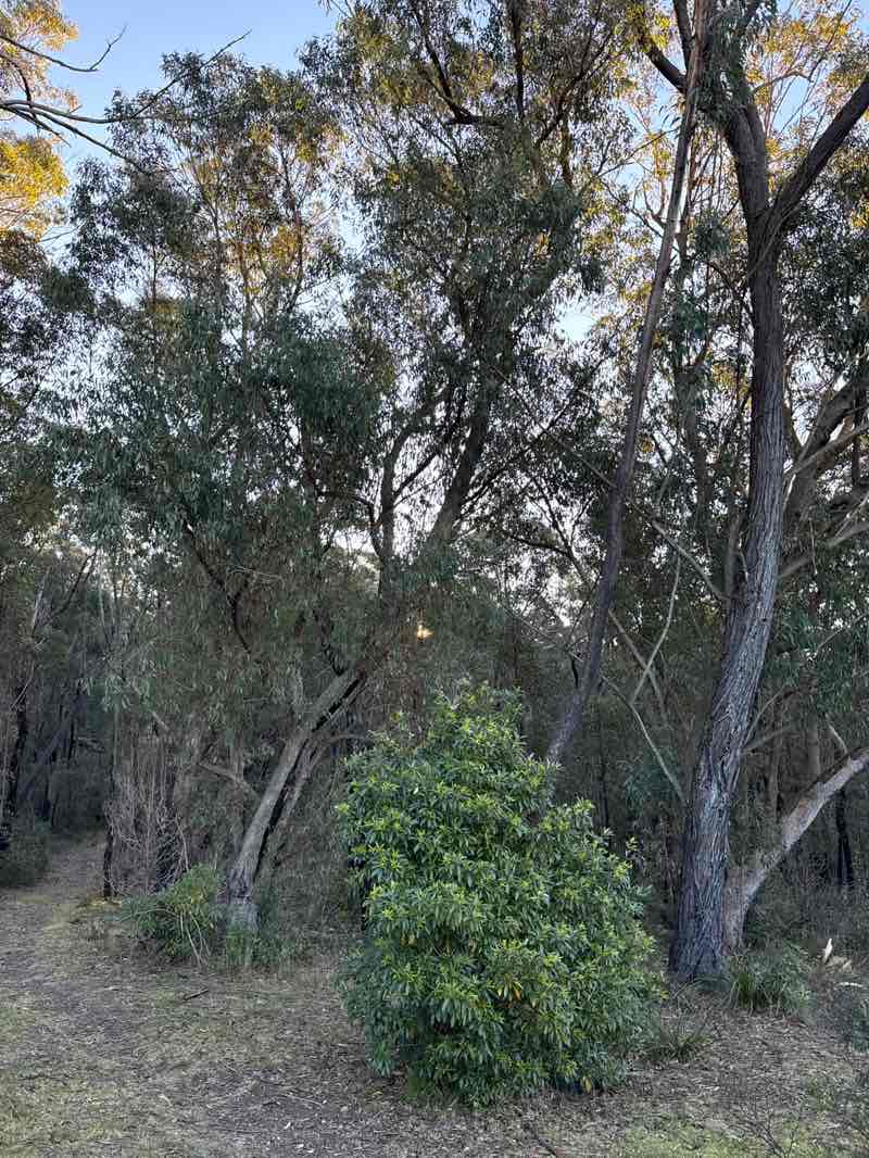walking near me in Bargo State Conservation Area in winter