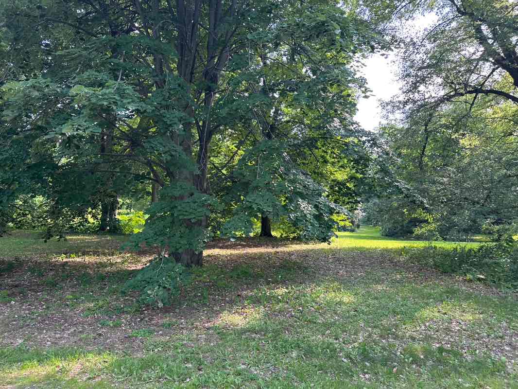walking near me in Dominion Arboretum in summer