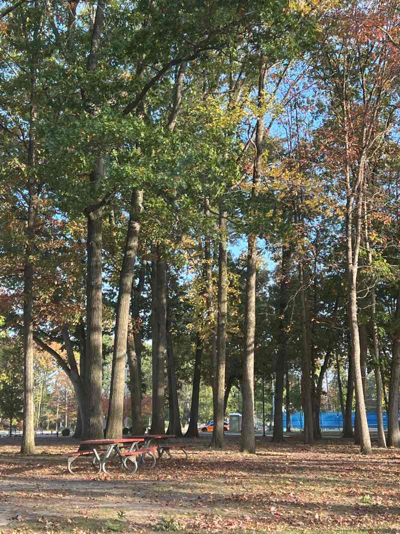 walking near me in Veteran's Park in autumn