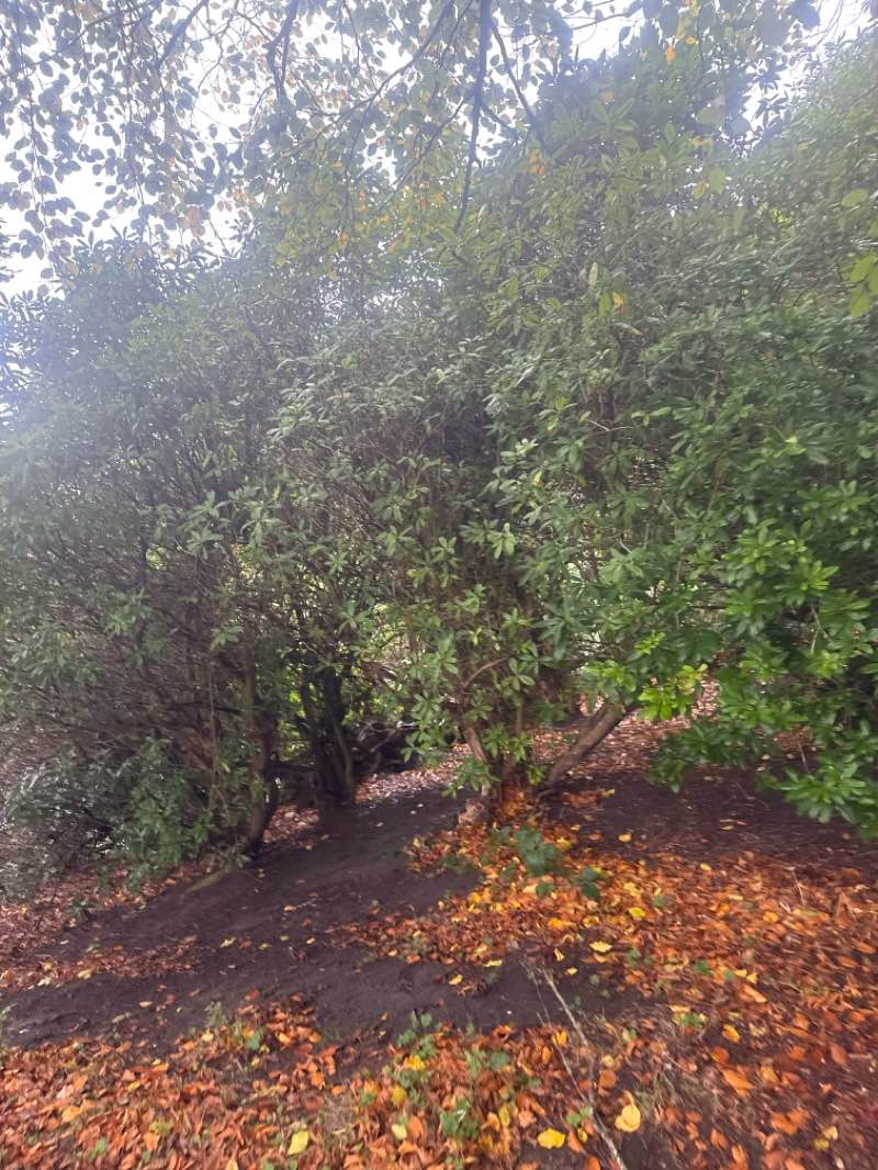 walking near me in Sefton Park in autumn