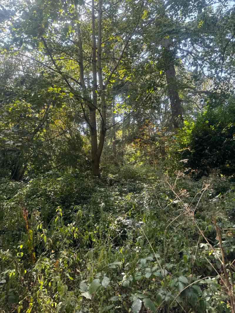 walking near me in Clarkes Gardens in autumn