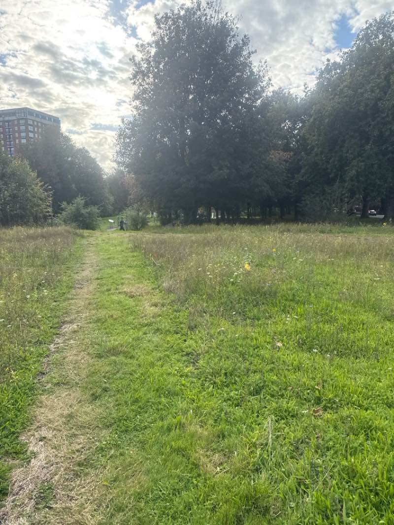walking near me in Ullet Park in autumn