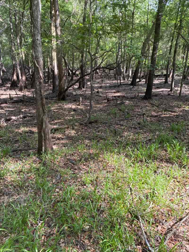 walking near me in Withlacoochee State Forest in summer