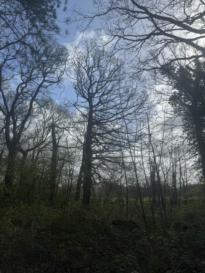 walking near me in Croxteth Park in spring