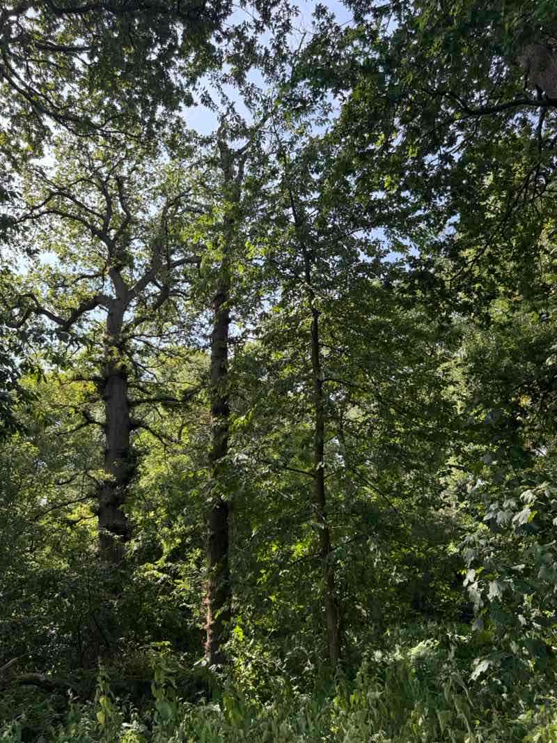 walking near me in Croxteth Park in summer