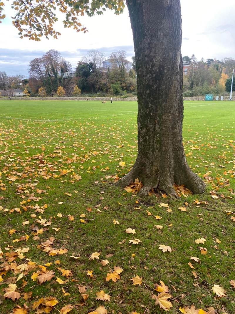 walking near me in People's Park in autumn