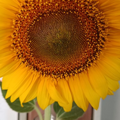 Jimmy's Club JimPan post image