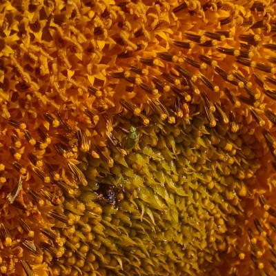 Jimmy's Club JimPan post image