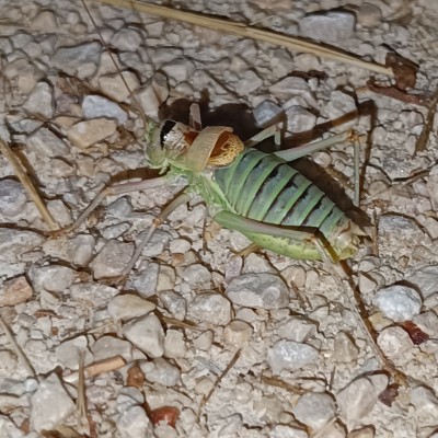 117 JimPan post image