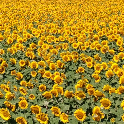 Jimmy's Club JimPan post image