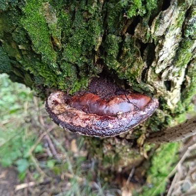 Les Jardins JimPan post image