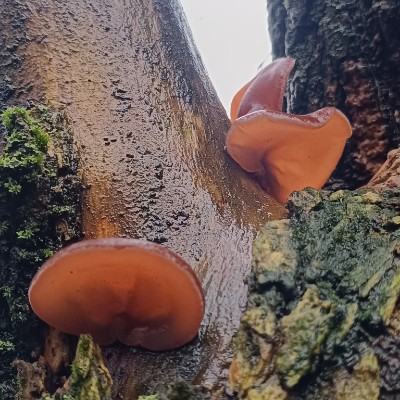 Les Jardins JimPan post image