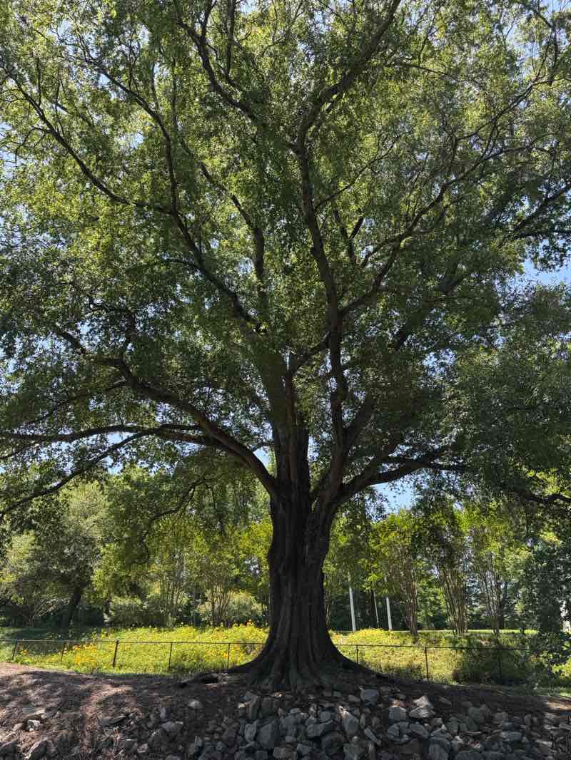 walking near me in Pullen Park in summer