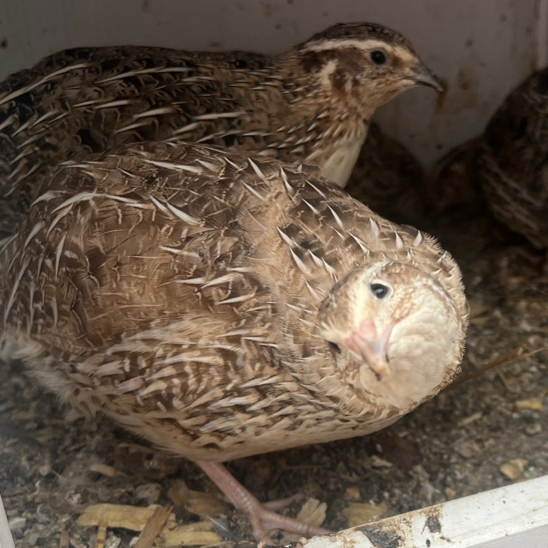 Jenelle 💎 profile