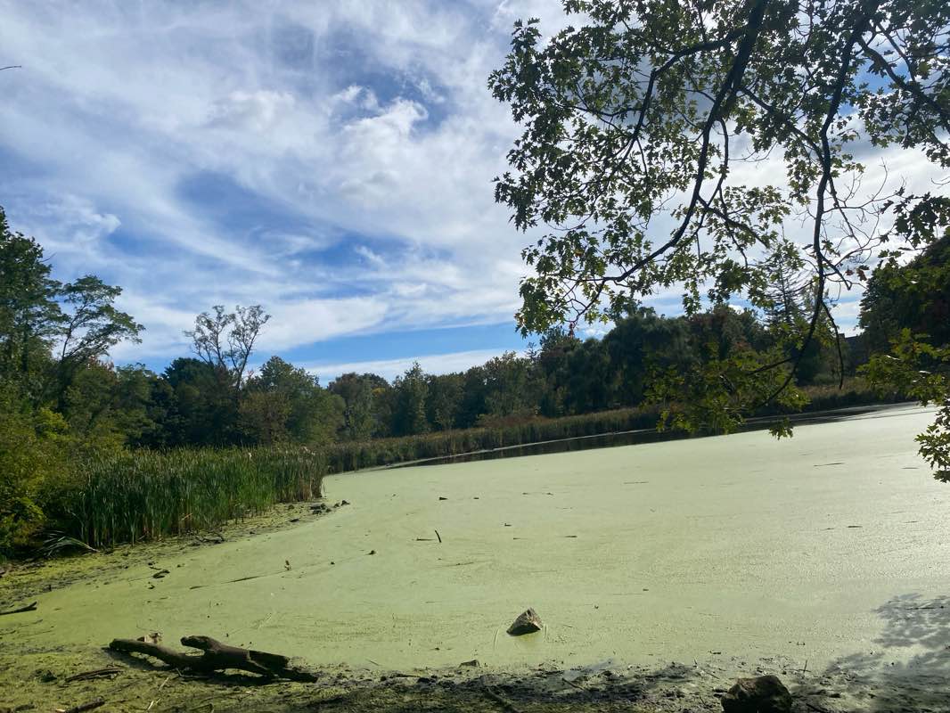 walking near me in Arlington Reservoir Area in autumn