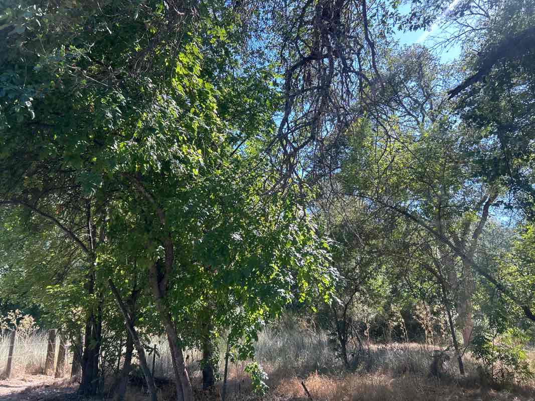 walking near me in Kenneth Denman Wildlife Area in summer