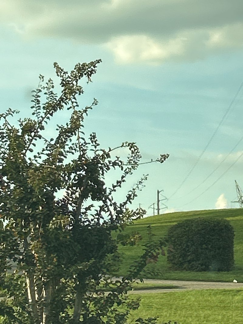 walking near me in Springfield Gardens Walking Park in autumn