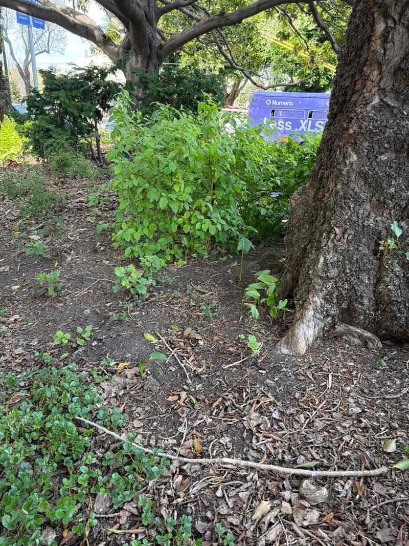 walking near me in Washington Square Park in spring